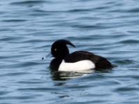 Reiherente Männchen